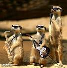 MeerkatBand.jpg