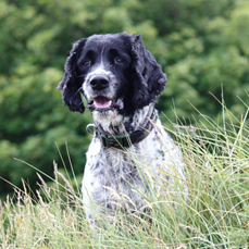 Barney Isle of Wight 2009.png